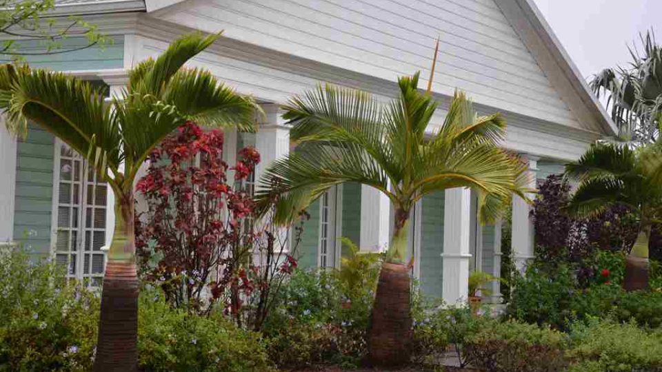 Palmy jsou běžnou součástí rodinných zahrad