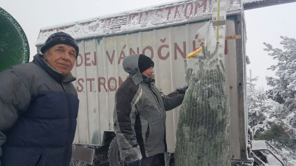 Plantáž vánočních stromků v Heřmanči na Jindřichohradecku