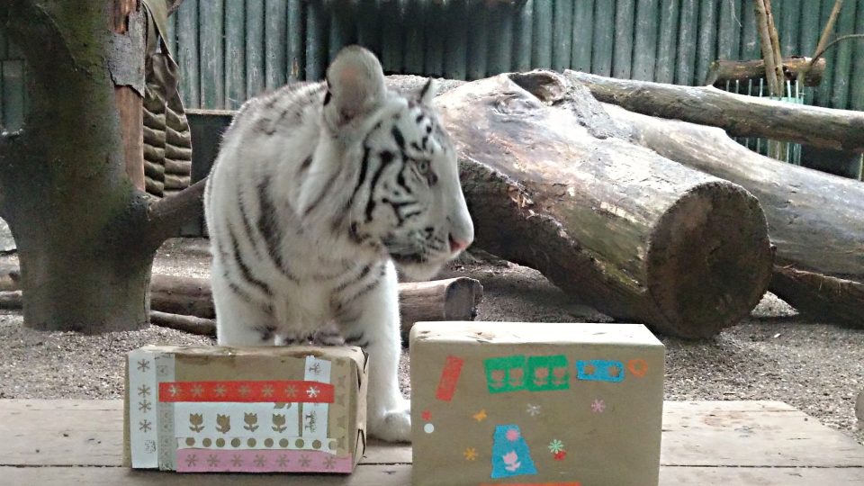 Na Štědrý den dostala v liberecké zoo dárky i tygřata