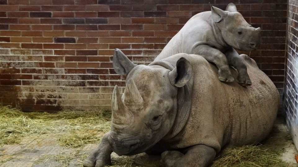 Zoo Dvůr Králové - mládě nosorožce dvourohého s matkou