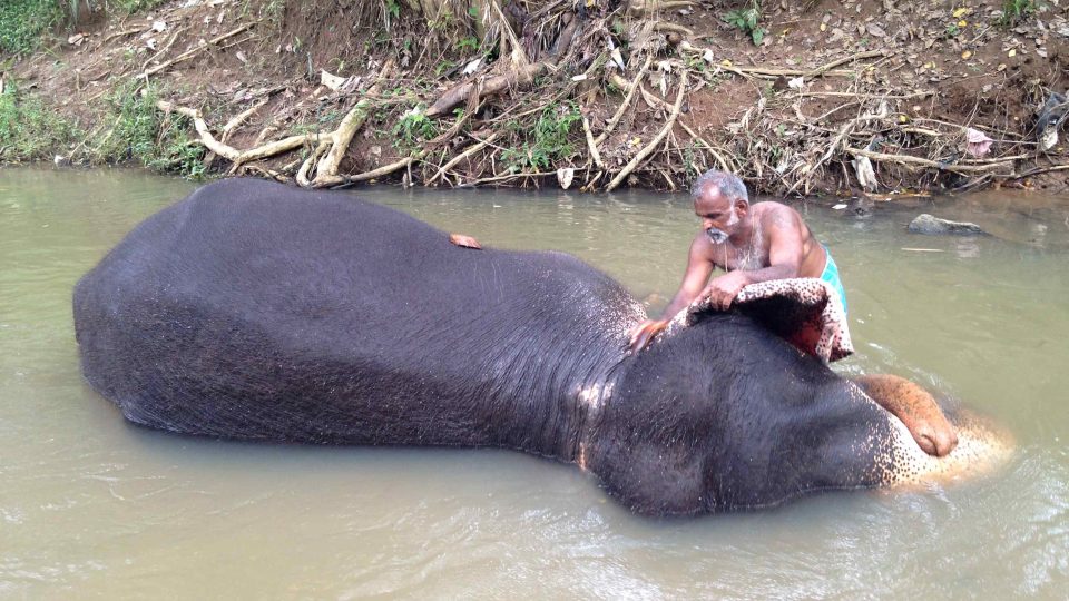 Koupel v řece patří k pravidelným denním rituálům slonice a jejího pečovatele