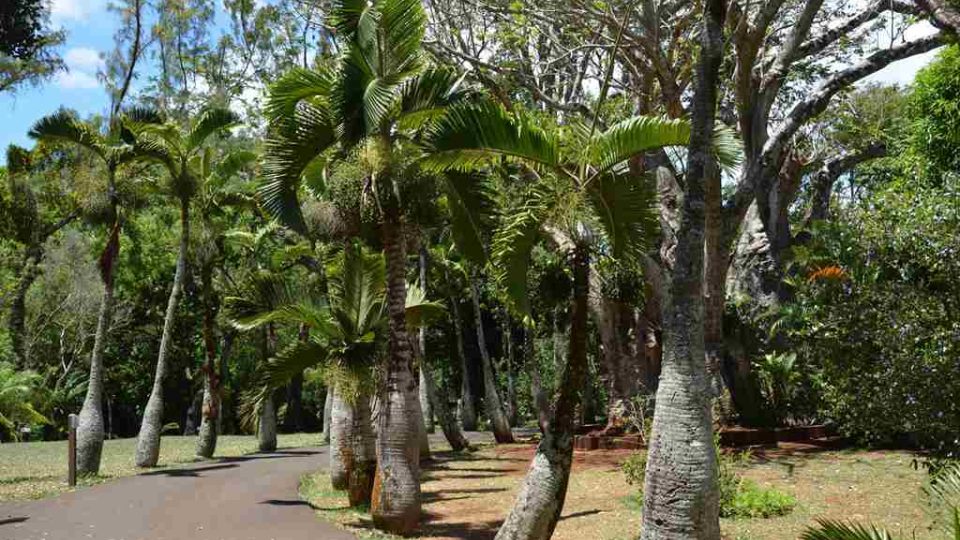 Palmová alej v botanické zahradě Sir Seewoosagur Ramgoolama