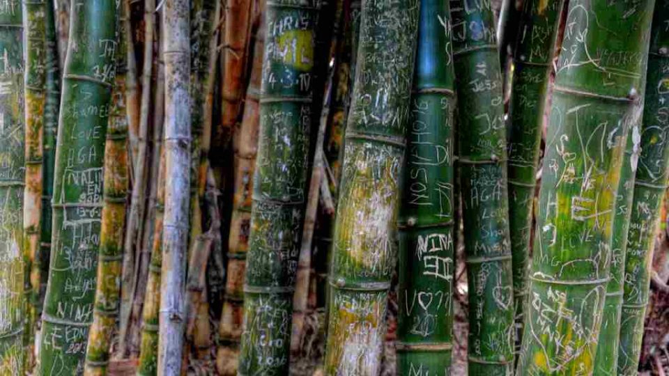Počmáraná stébla bambusů v botanické zahradě Sir Seewoosagur Ramgoolama