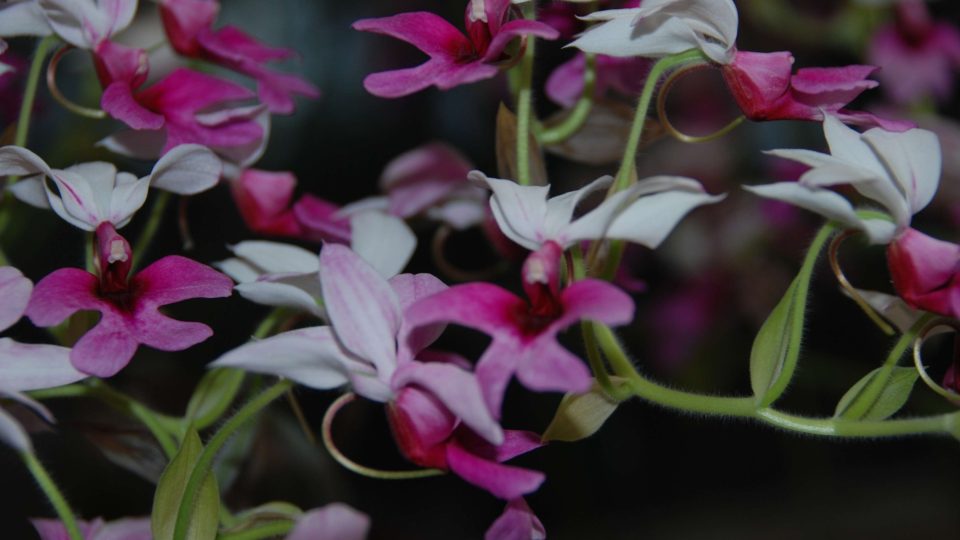 Liberecká botanická zahrada vystavuje sbírku unikátních orchidejí 