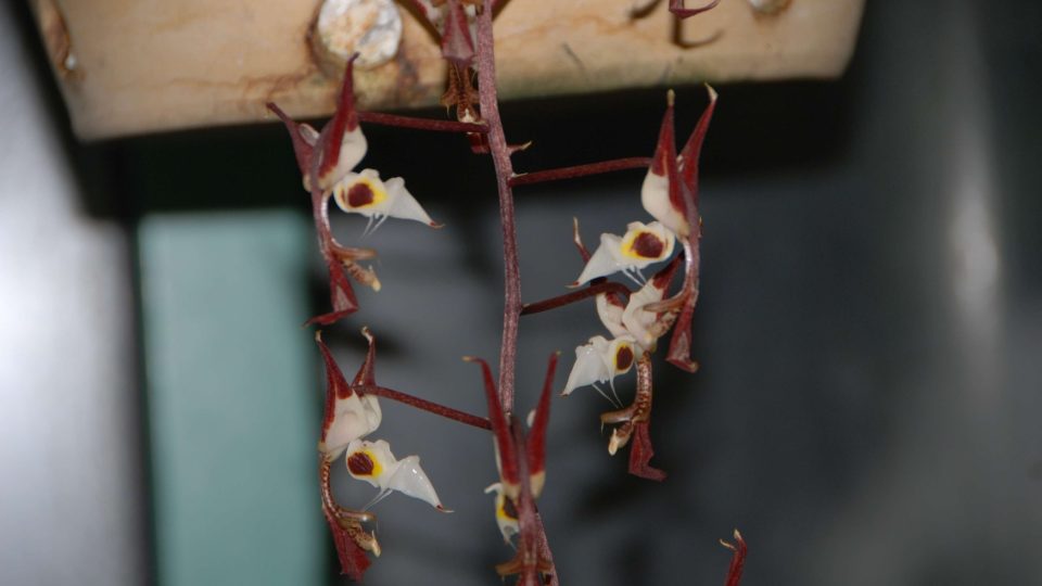 Liberecká botanická zahrada vystavuje sbírku unikátních orchidejí 