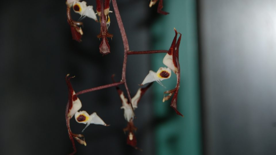 Liberecká botanická zahrada vystavuje sbírku unikátních orchidejí 