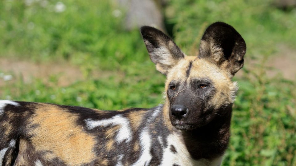 Sedmerčata vzácných psů hyenových se mají v ZOO Dvůr Králové čile k světu - samice Fiona