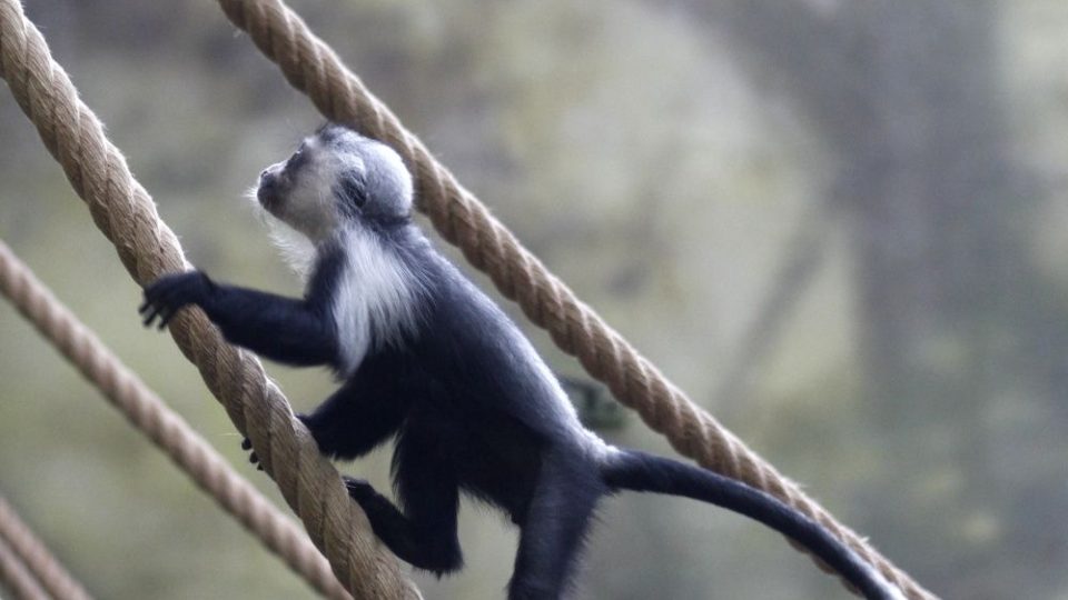 Rodina vzácných gueréz angolských se v ZOO Dvůr Králové n.Labem rozrostla o samečka Noodyho