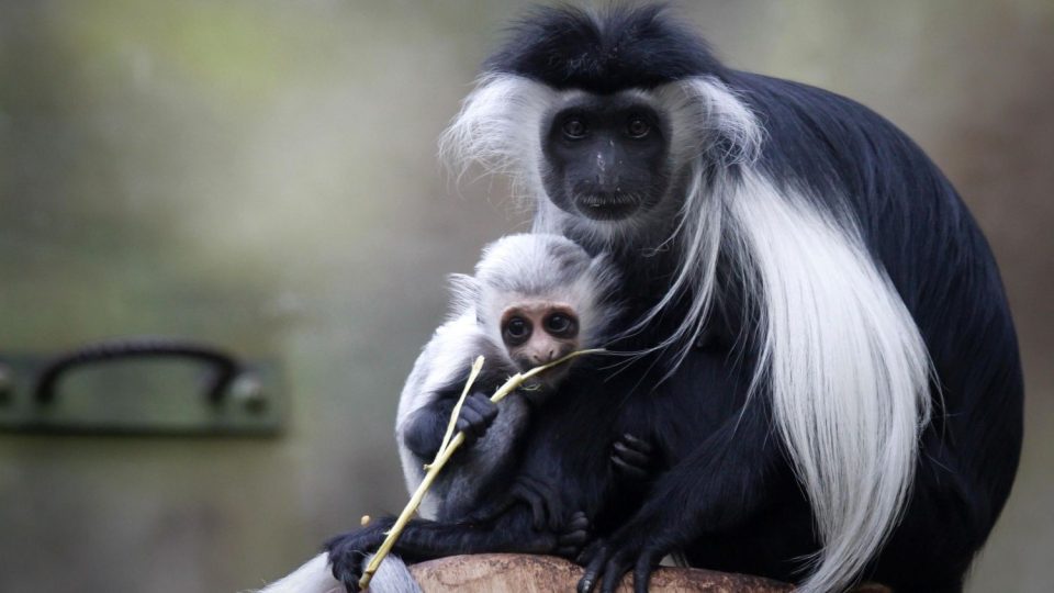 Rodina vzácných gueréz angolských se v ZOO Dvůr Králové n.Labem rozrostla o samečka Noodyho