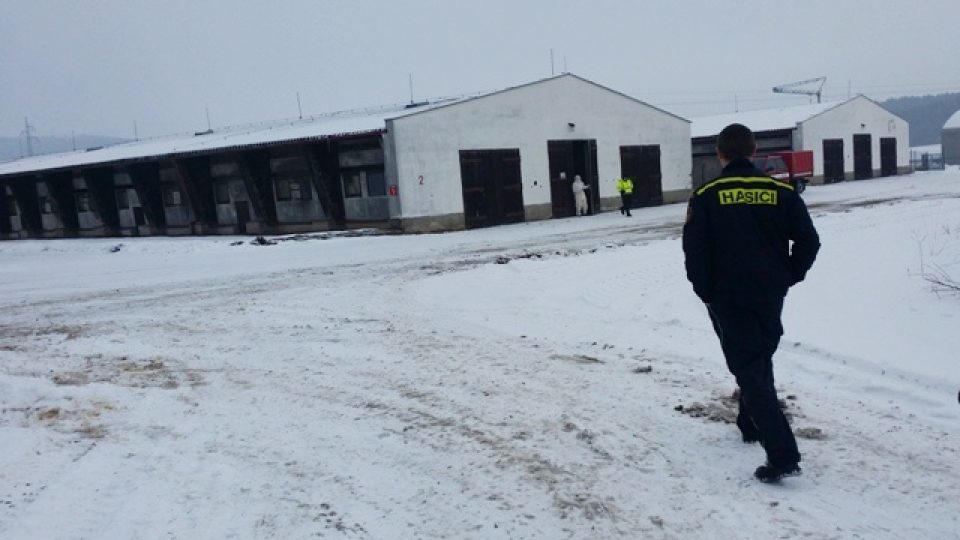 Likvidace ohniska ptačí chřipky ve Vlachově Březí. Veterináři tu utratili 17 tisíc kachen