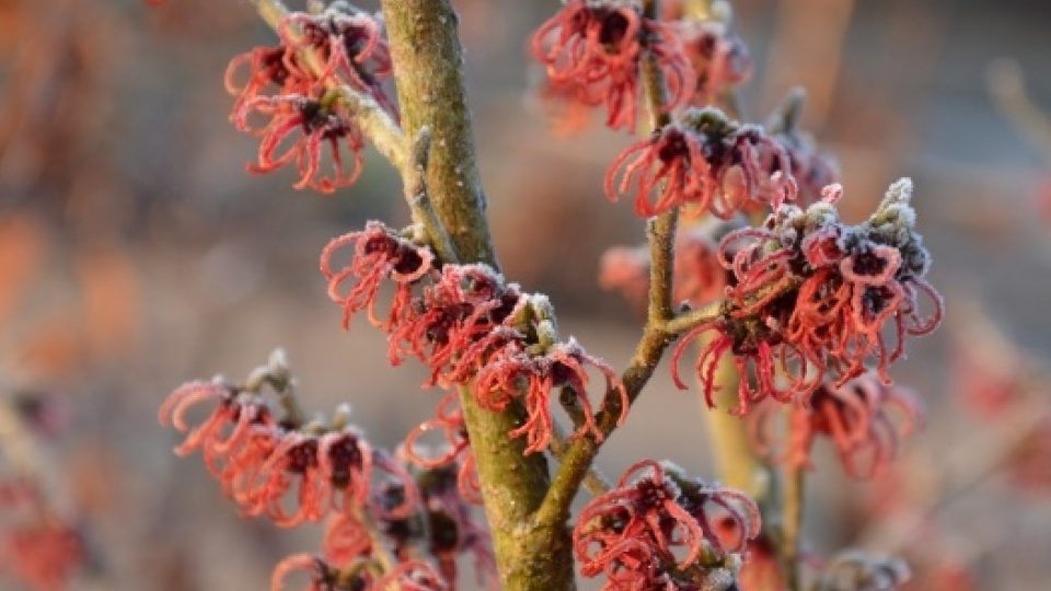 Vilín Hamamelis x intermedia 'Diane'