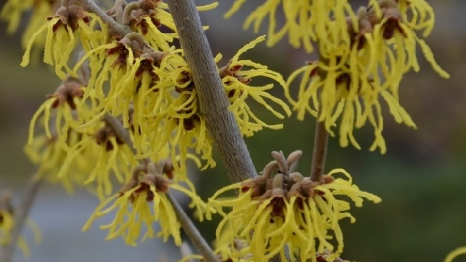 Vilín Hamamelis x intermedia 'Arnold Promise'