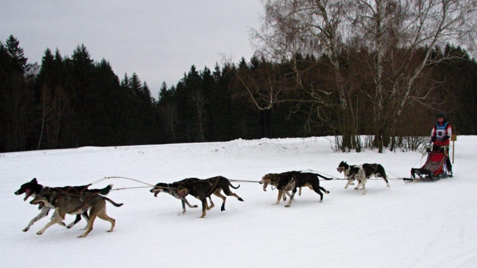 Závody psích spřežení v Zásadě na Jablonecku