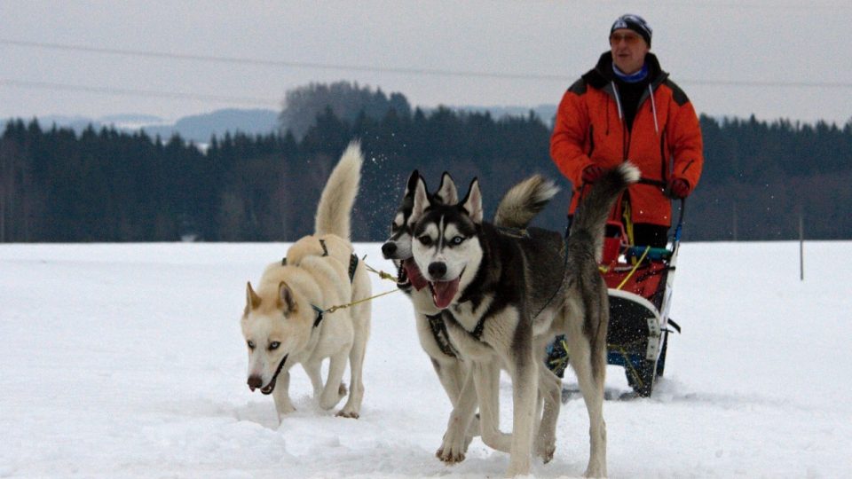 Závody psích spřežení v Zásadě na Jablonecku