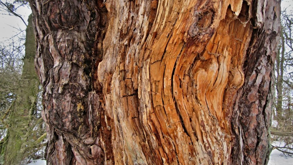 Stáří borovice se odhaduje na více než 150 let