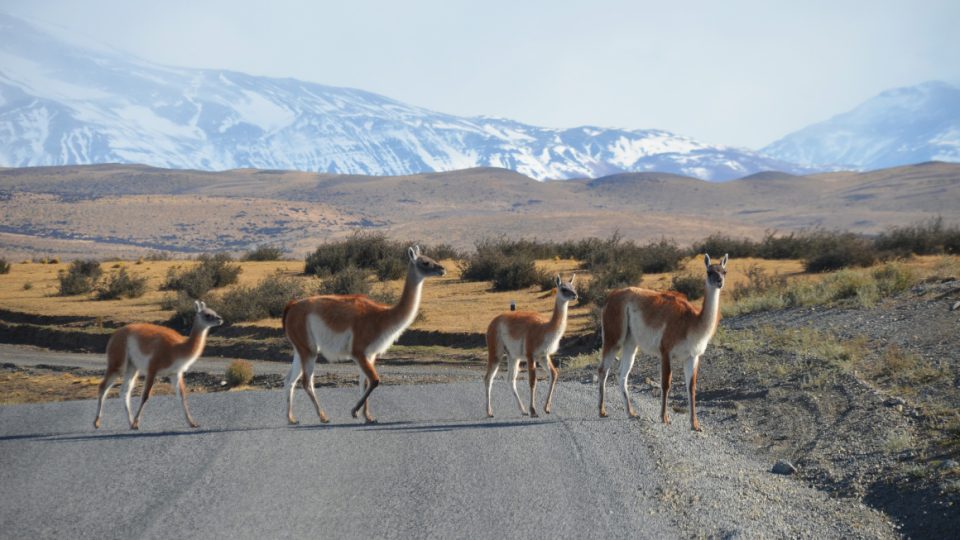 Lamy guanacos v Patagonii