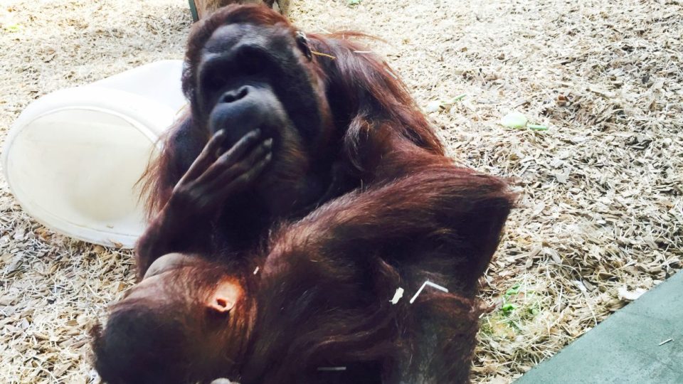 Expozice stále oblíbených orangutanů bornejských