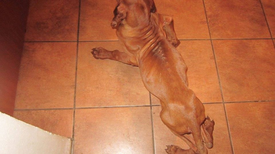 Šestiměsíční štěně maďarského ohaře, které někdo brutálně týral. 