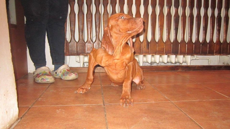 Šestiměsíční štěně maďarského ohaře, které někdo brutálně týral. 