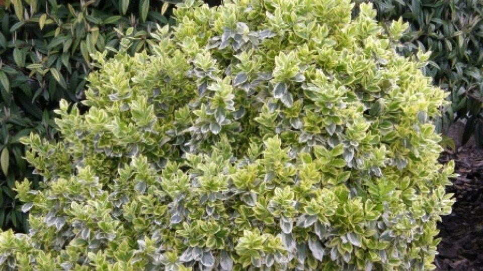 Brslen Euonymus fortunei Emerald´n  Gaiety