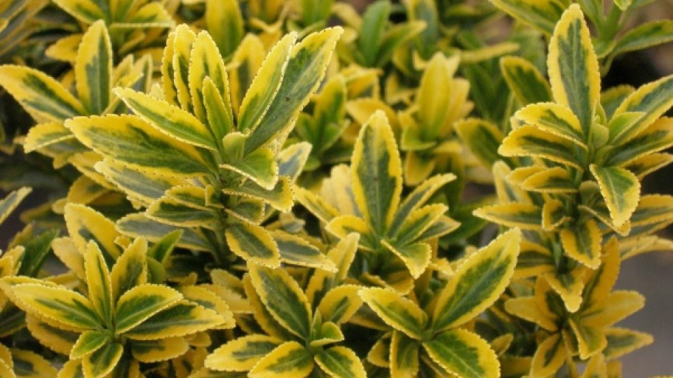 Brslen Euonymus japonicus 'Aureomarginatus'