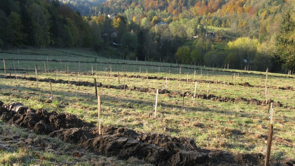 Biofarmář Jan Kozderka - sadaření na rodinných pozemcích v Dolním Adršpachu a na dalších místech Broumovska