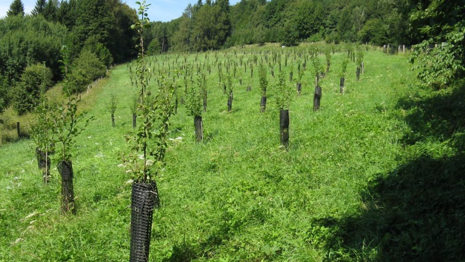 Biofarmář Jan Kozderka - sadaření na rodinných pozemcích v Dolním Adršpachu a na dalších místech Broumovska