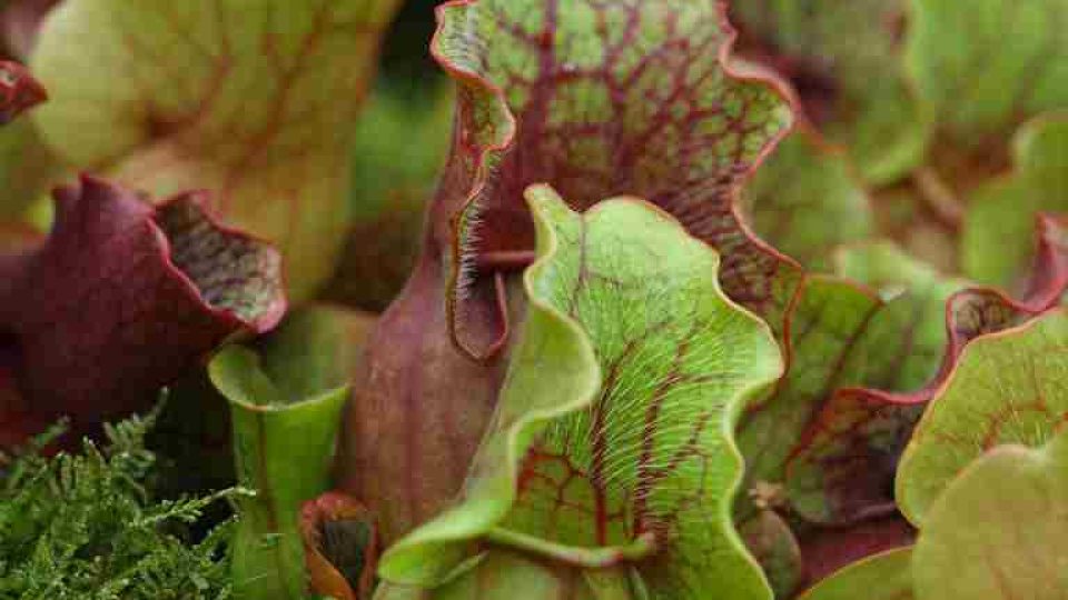 Masožravá špirlice - Sarracenia purpurea