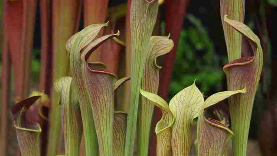 Masožravá špirlice - Sarracenia alata