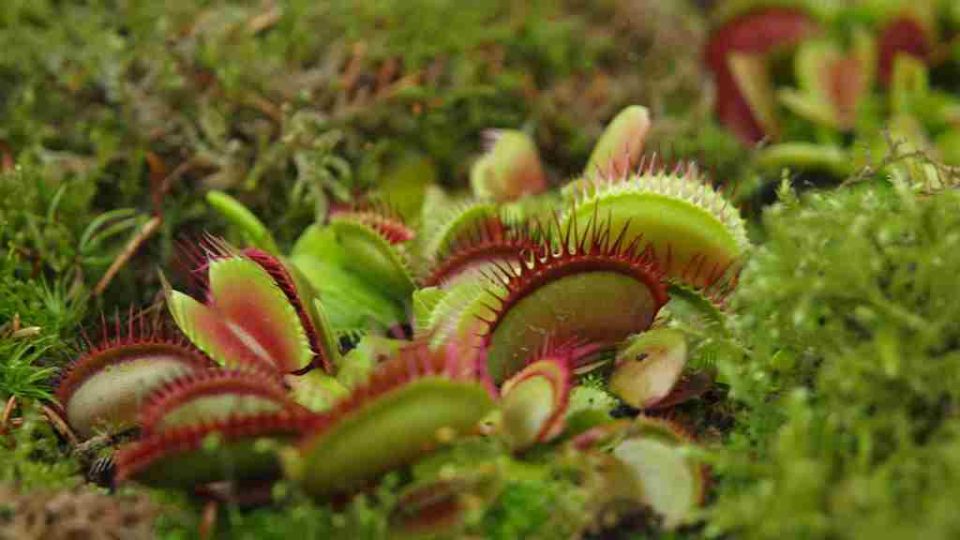 Masožravá mucholapka - Dionaea muscipula