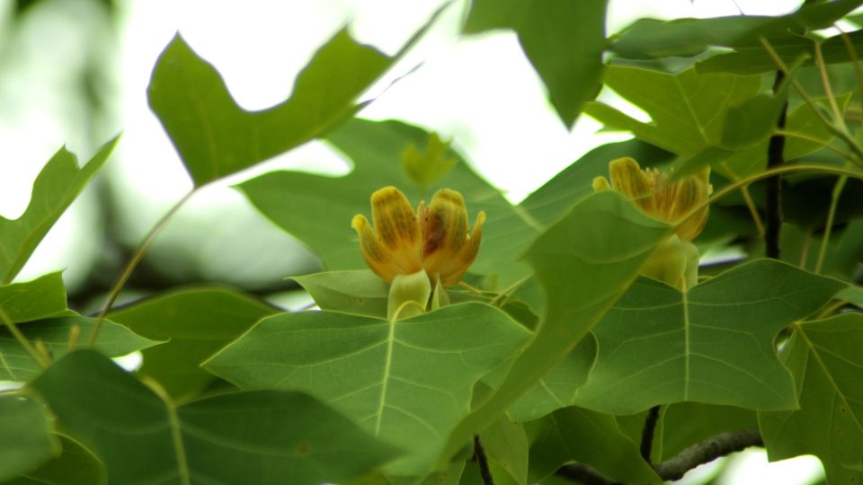 Liliovník čínský (Liriodendron chinense)