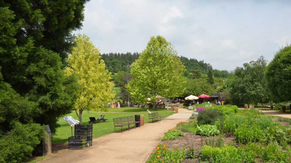 Vlevo zlatě zářící liliovník, v trojské botanické zahradě