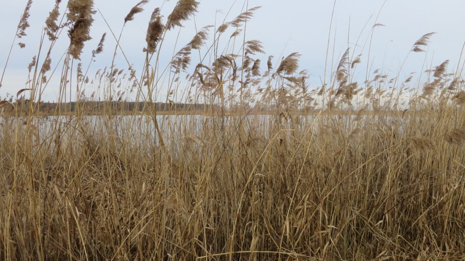 Spojením rybníků, luk a lužního lesa vznikl celek s vysokou krajinářskou hodnotou, plnící významnou ekologickou funkci regionálního biocentra