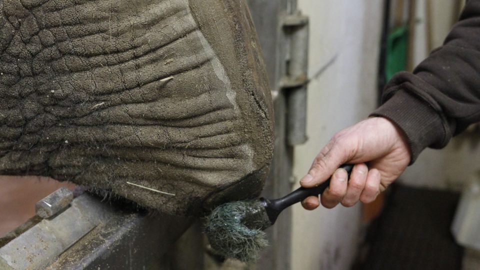 I sloni potřebují pedikúru. Trojice královédvorských slonů na ni chodí ochotně