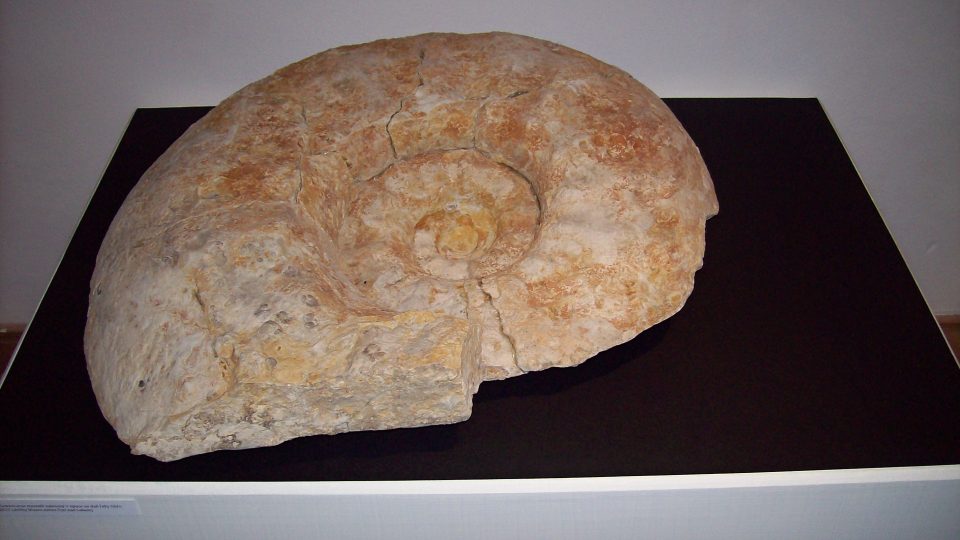 Amonit (zkamenělina)