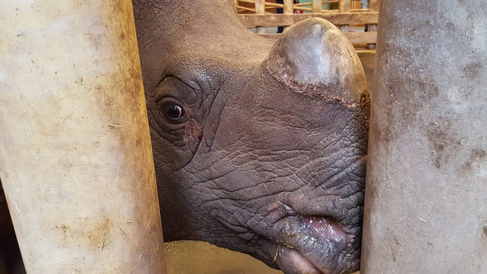 Nosorožčí mládě jménem Růženka se před měsícem narodilo v plzeňské zoo