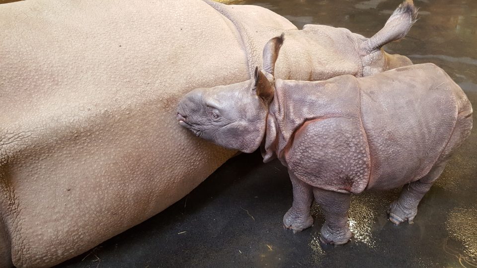 Nosorožčí mládě jménem Růženka se před měsícem narodilo v plzeňské zoo