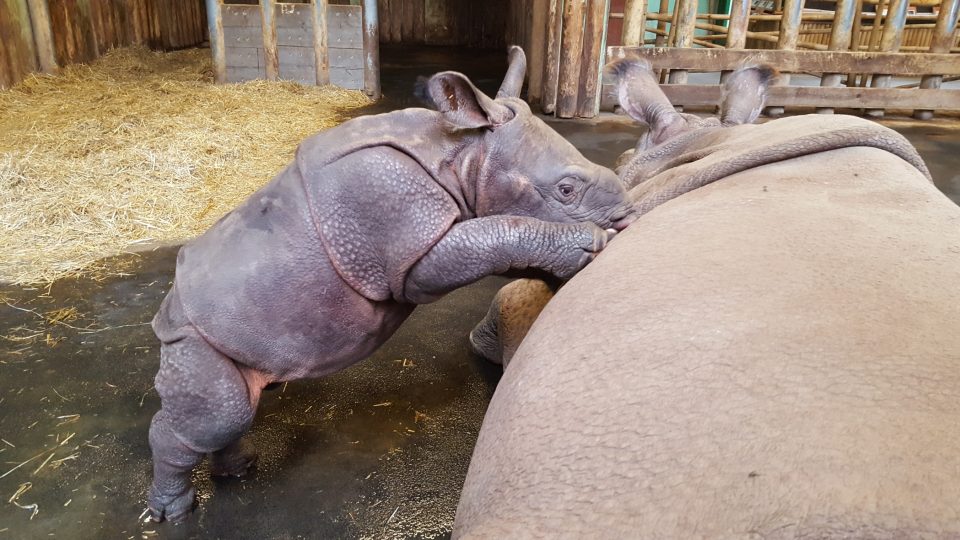 Nosorožčí mládě jménem Růženka se před měsícem narodilo v plzeňské zoo