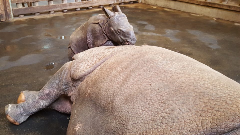 Nosorožčí mládě jménem Růženka se před měsícem narodilo v plzeňské zoo