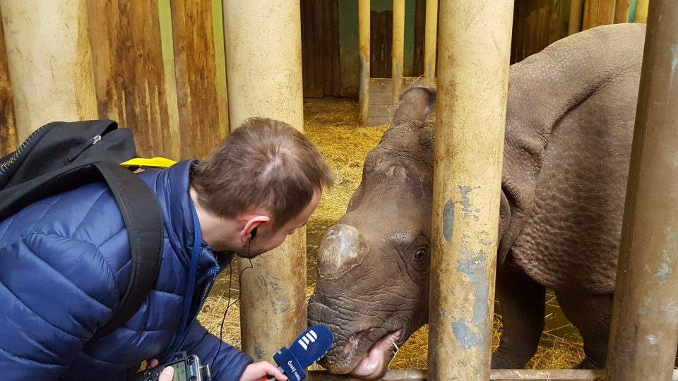 Nosorožčí mládě jménem Růženka se před měsícem narodilo v plzeňské zoo