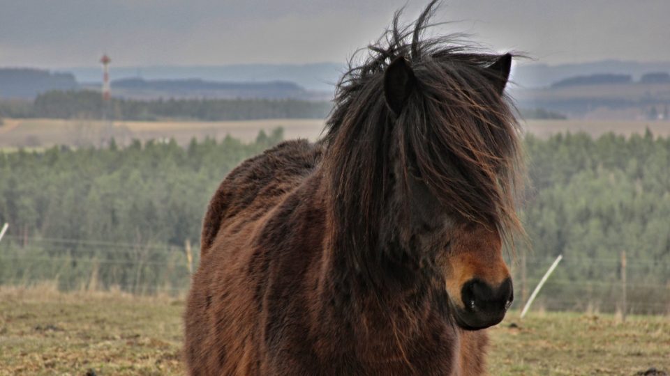 Koně jsou menšího vzrůstu, a proto jsou vhodné pro děti a začátečníky