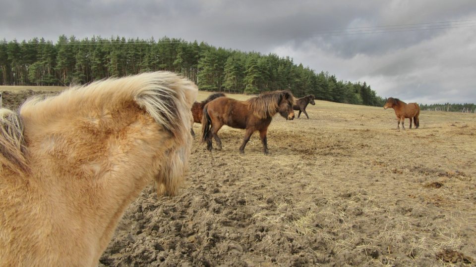 S Islandem v krvi po tachovských pláních