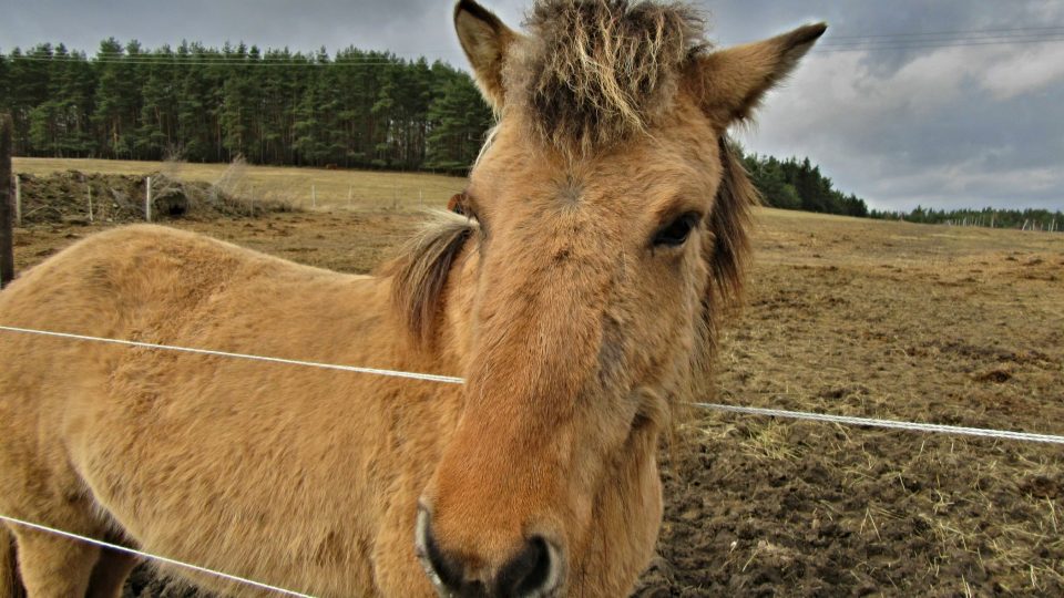 U islandských koní jsou povolené všechny barevné variace