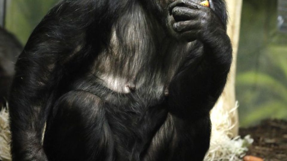 Do ZOO Dvůr Králové přijely tři nové samice šimpanzů