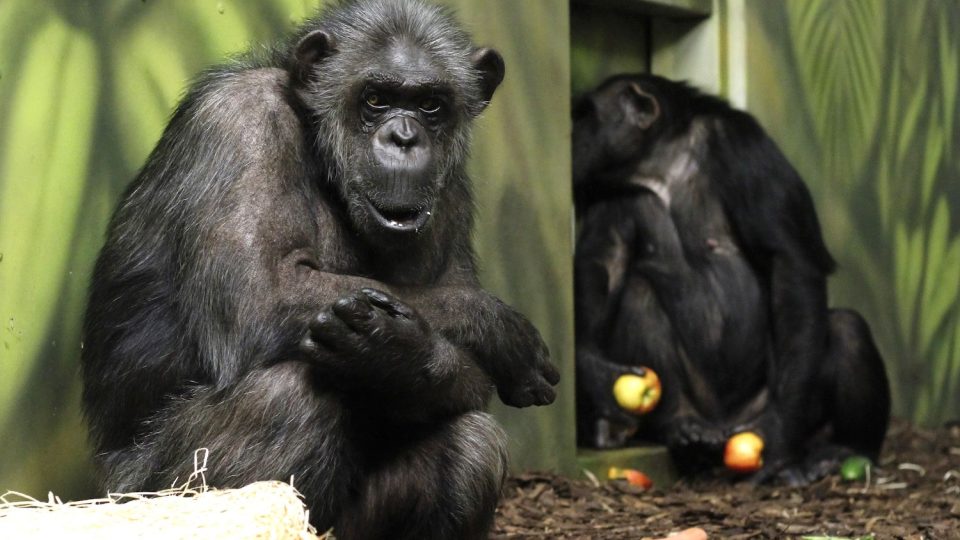 Do ZOO Dvůr Králové přijely tři nové samice šimpanzů