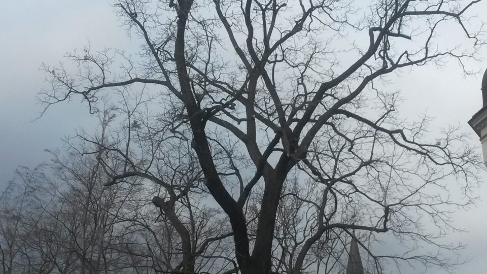 Nejcennější strom Zámeckého parku - ořešák černý