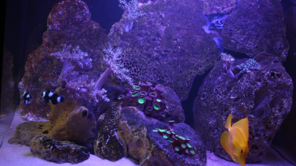 V akváriu můžete mít i živé korály