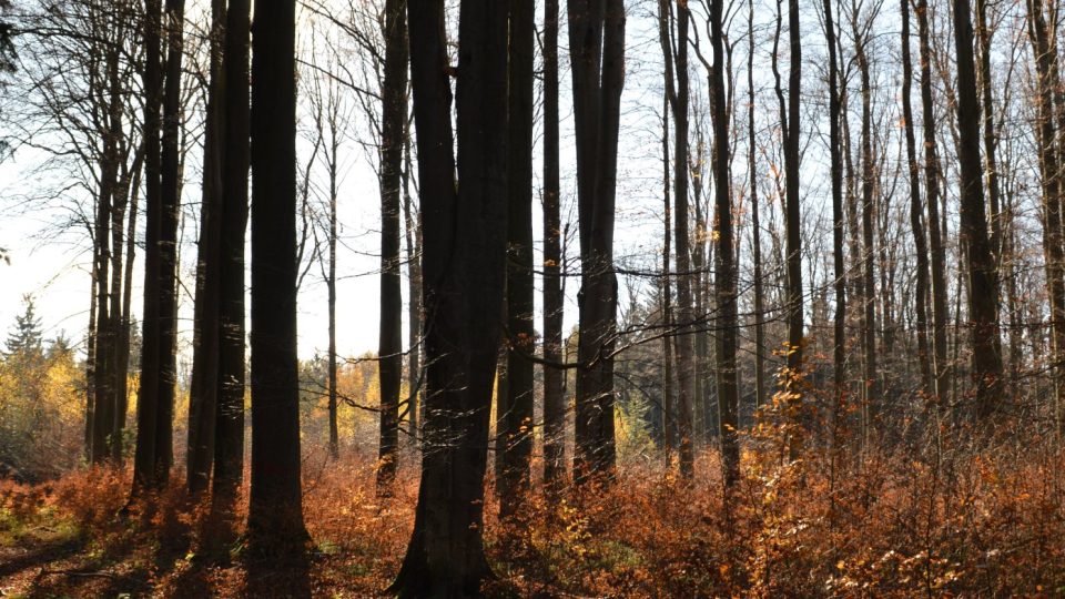 Vysoký les ve Chmelíku, další tamní přírodní památka