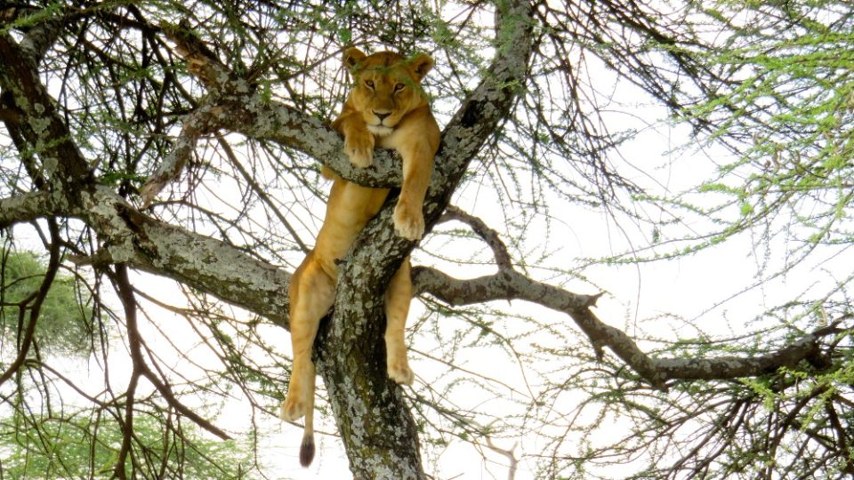 Dva roky prázdnin v Tanzanii - Serengeti 