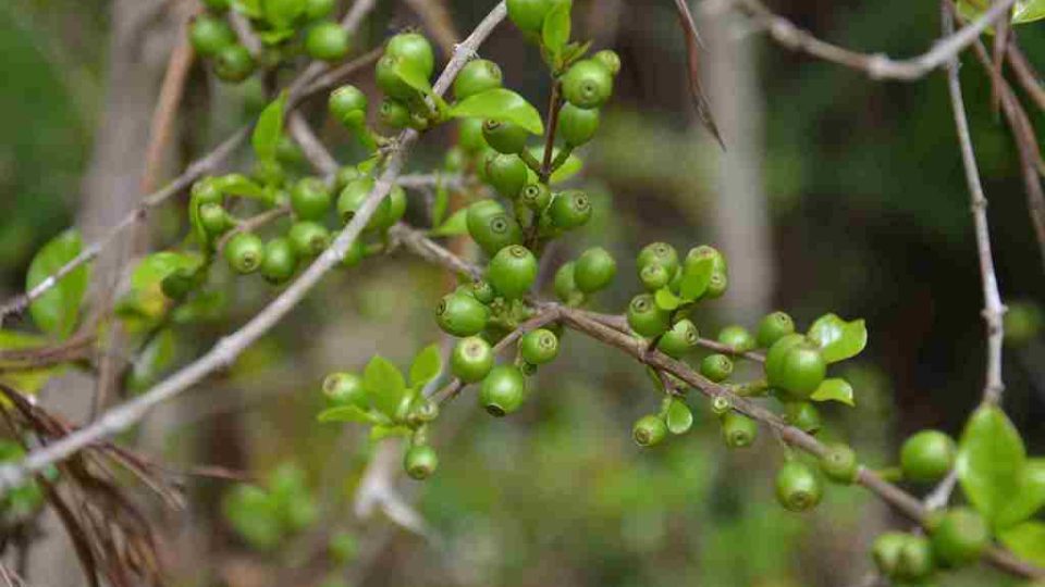 Coffea racemosa, jeden z druhů kávovníku